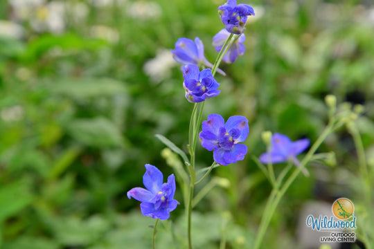 Delphinium - Blue Butterfly, 1 Pack