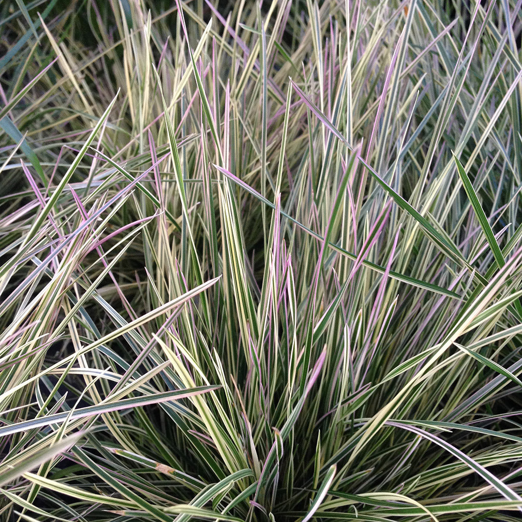 Tuft Hair Grass - Northern Lights, 1 Pack