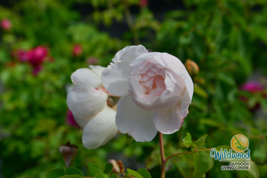 Desdemona - David Austin Rose