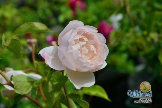 Desdemona - David Austin Rose