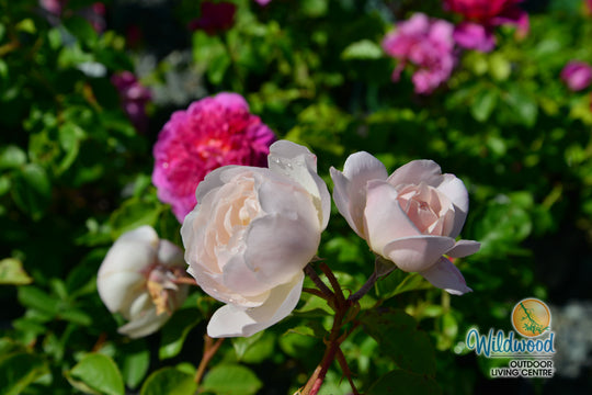 Desdemona - David Austin Rose