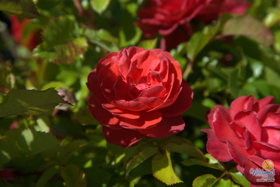 Desert Sky™ - Star Roses and Plants