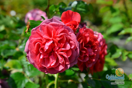 Desert Sky™ - Star Roses and Plants