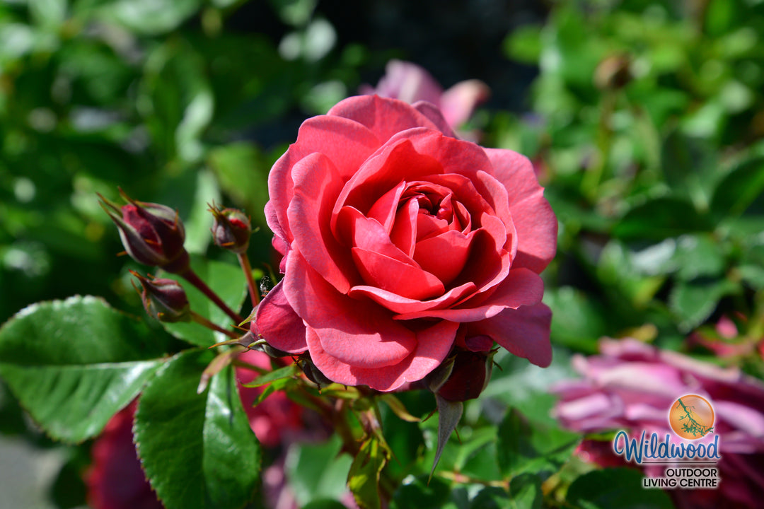 Desert Sky™ - Star Roses and Plants