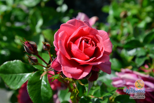 Desert Sky™ - Star Roses and Plants