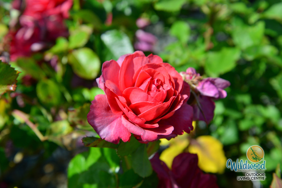 Desert Sky™ - Star Roses and Plants