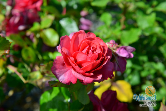 Desert Sky™ - Star Roses and Plants