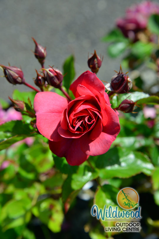 Desert Sky™ - Star Roses and Plants