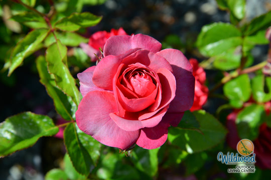 Desert Sky™ - Star Roses and Plants