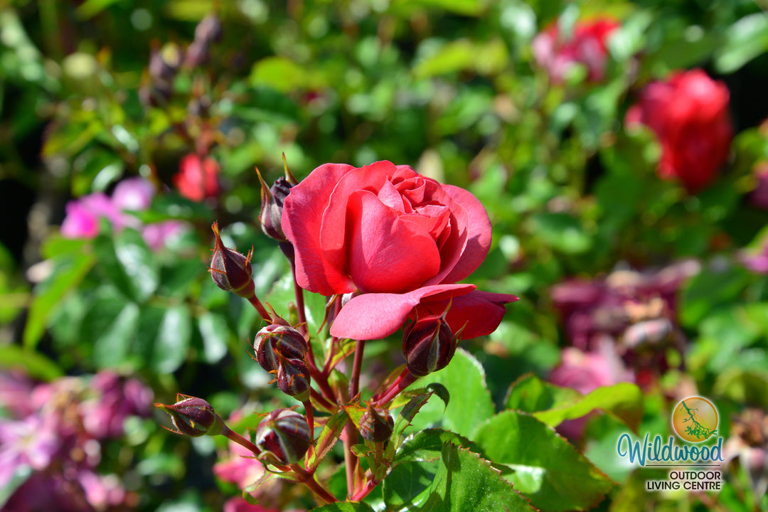 Desert Sky™ - Star Roses and Plants