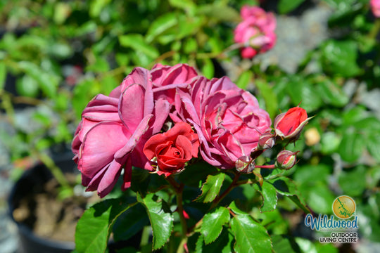 Desert Sky™ - Star Roses and Plants