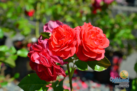 Desert Sky™ - Star Roses and Plants