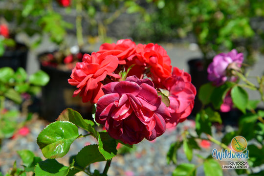 Desert Sky™ - Star Roses and Plants