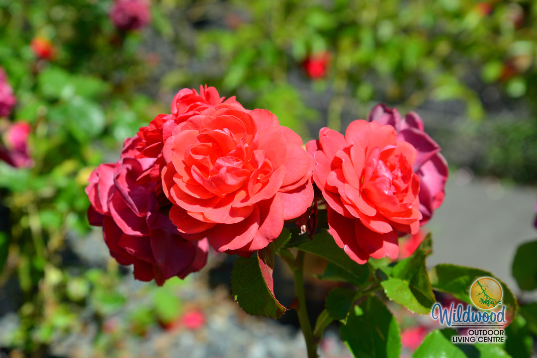 Desert Sky™ - Star Roses and Plants