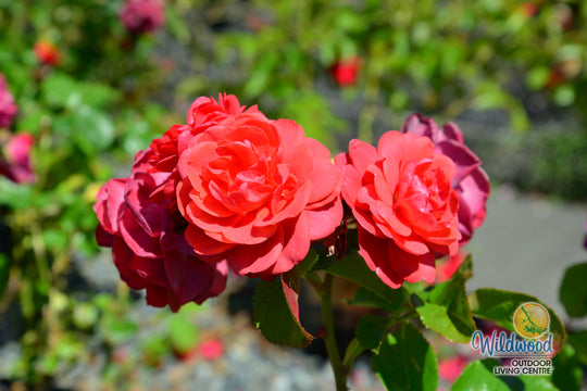 Desert Sky™ - Star Roses and Plants