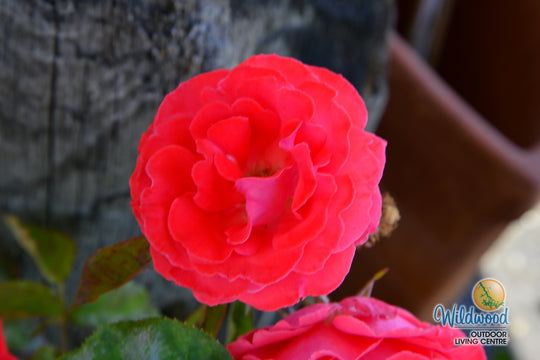 Desert Sky™ - Star Roses and Plants