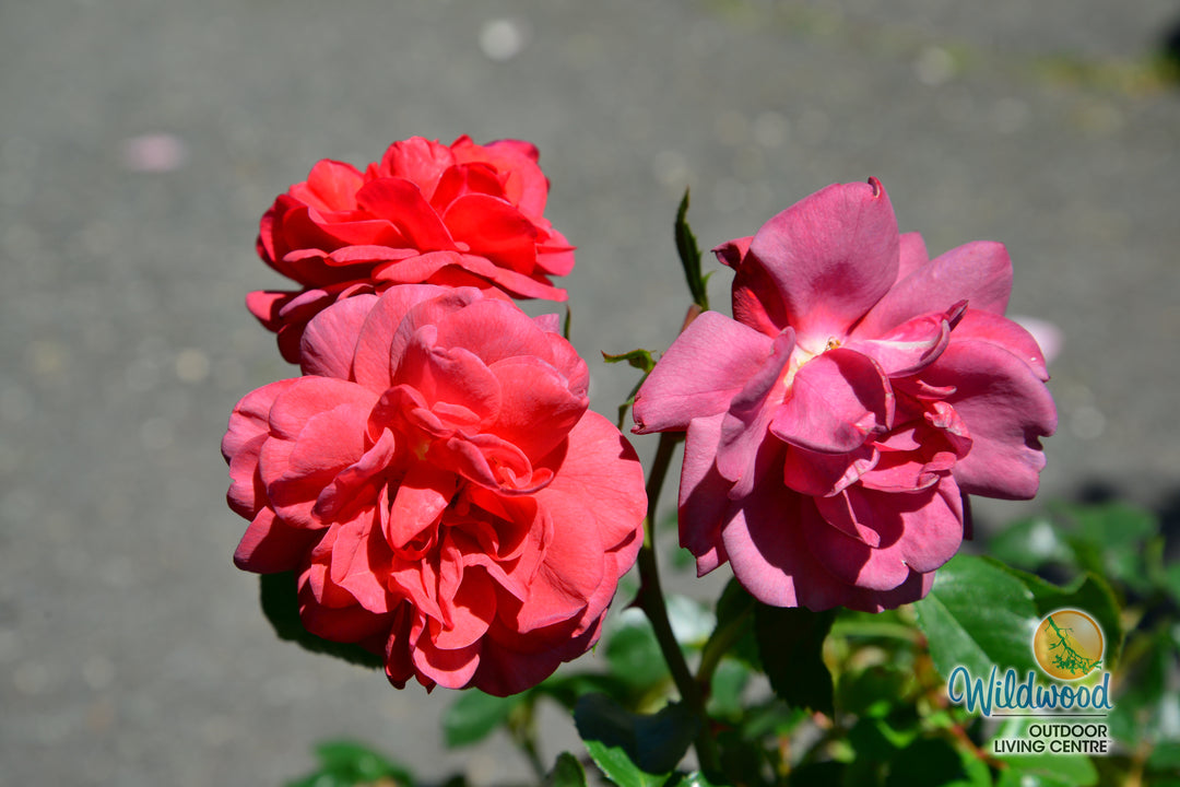 Desert Sky™ - Star Roses and Plants