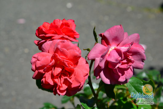 Desert Sky™ - Star Roses and Plants