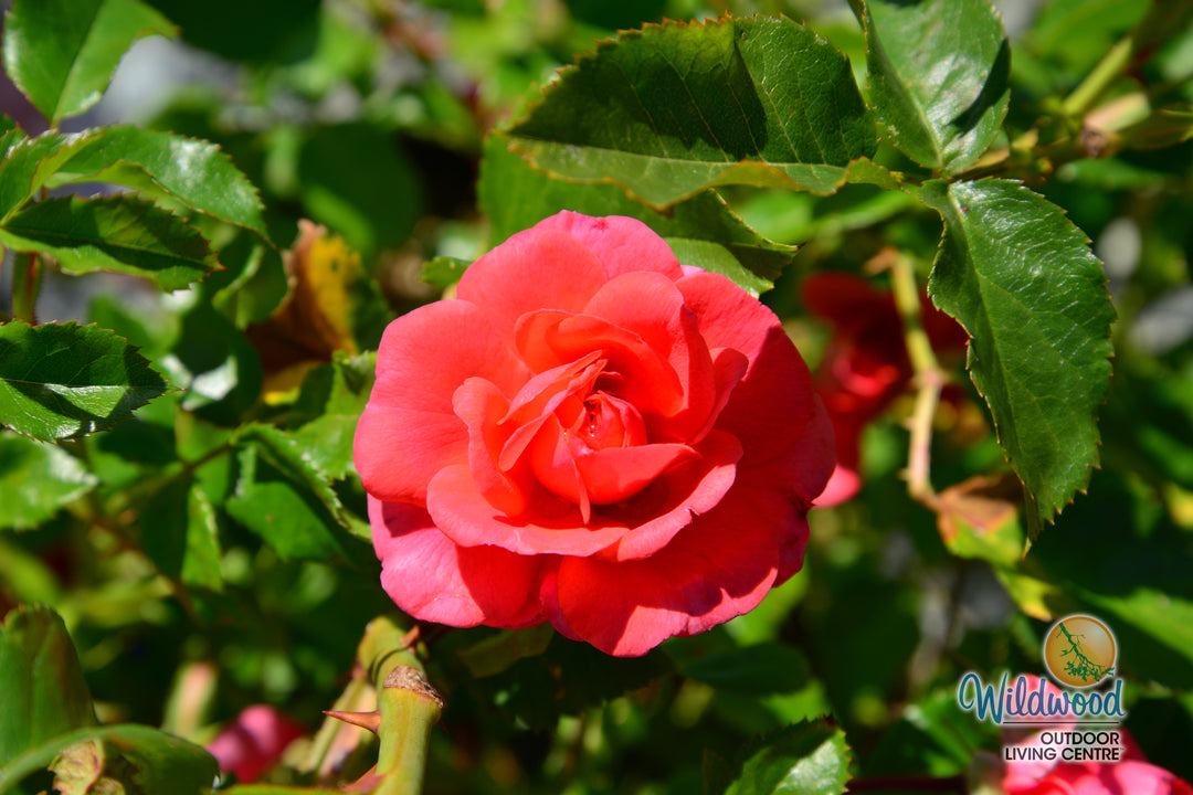 Desert Sky™ - Star Roses and Plants