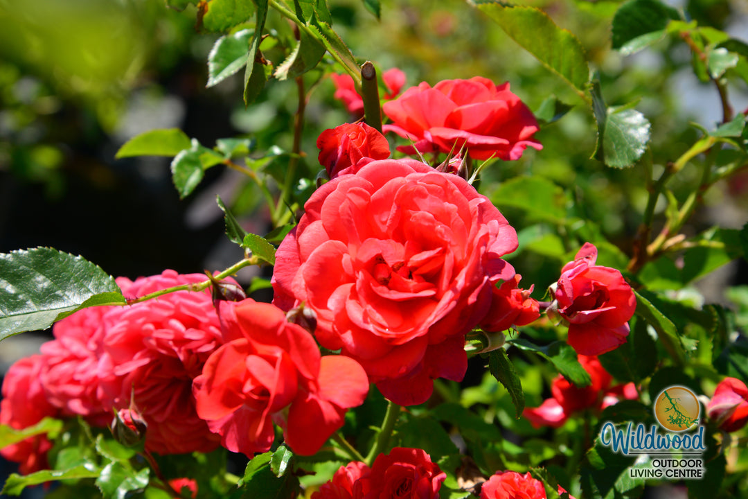 Desert Sky™ - Star Roses and Plants