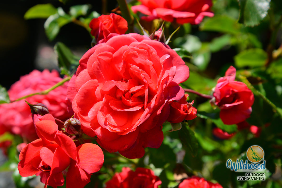 Desert Sky™ - Star Roses and Plants