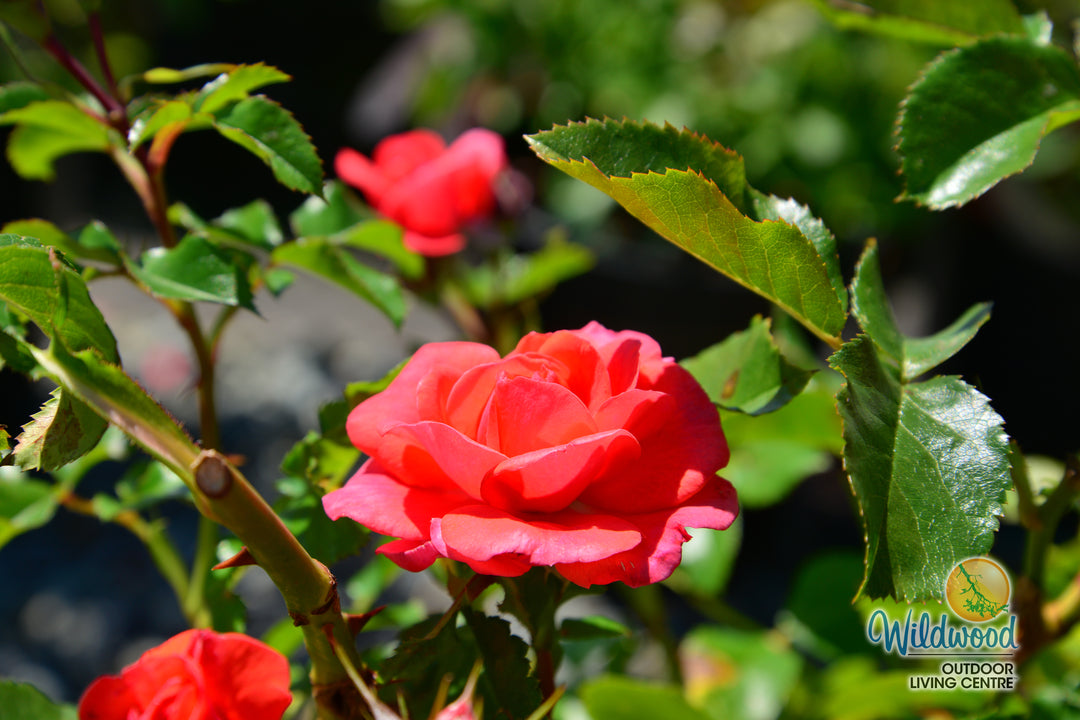 Desert Sky™ - Star Roses and Plants