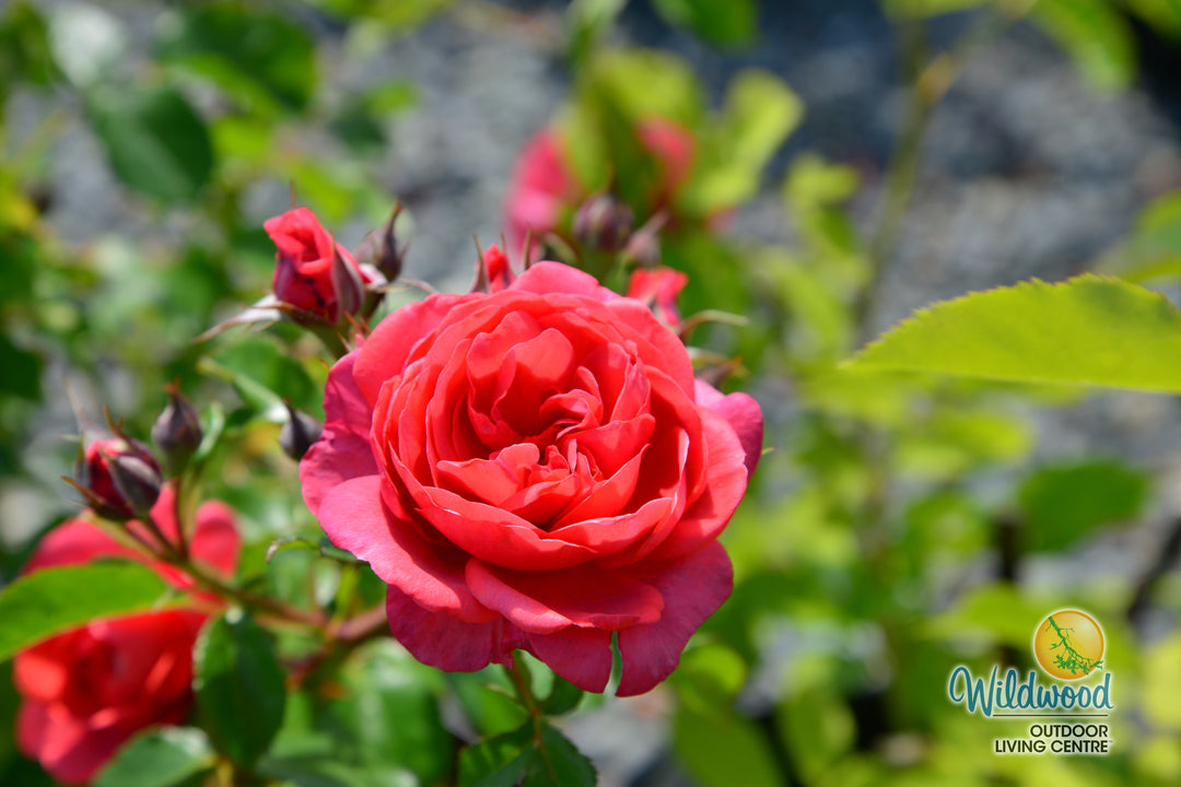 Desert Sky™ - Star Roses and Plants