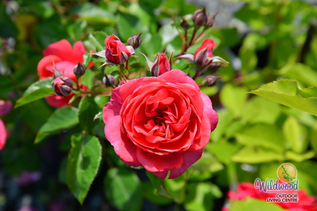 Desert Sky™ - Star Roses and Plants