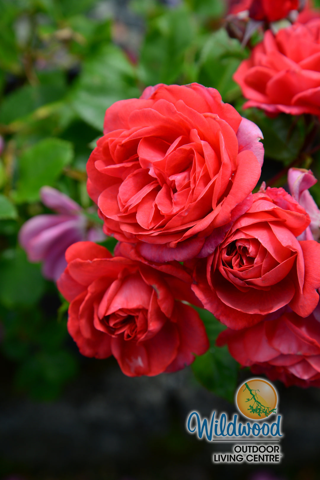 Desert Sky™ - Star Roses and Plants