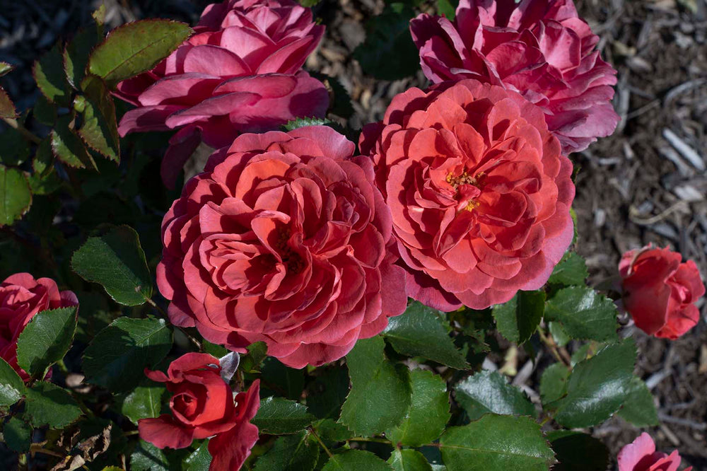 Desert Sky™ - Star Roses and Plants
