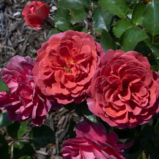 Desert Sky™ - Star Roses and Plants