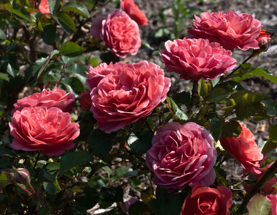 Desert Sky™ - Star Roses and Plants