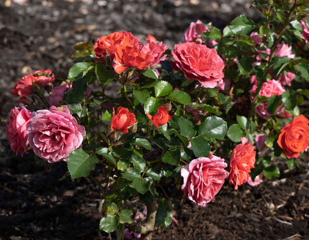 Desert Sky™ - Star Roses and Plants