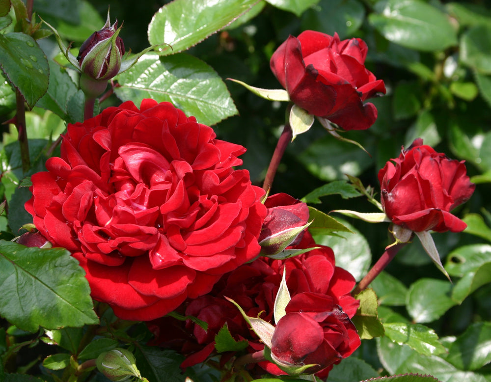 Sunbelt® Desmond Tutu™ - Star Roses and Plants