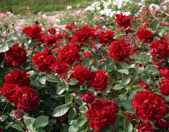 Sunbelt® Desmond Tutu™ - Star Roses and Plants