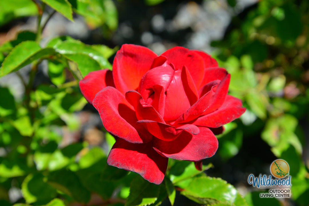 Sunbelt® Desmond Tutu™ - Kordes® Roses