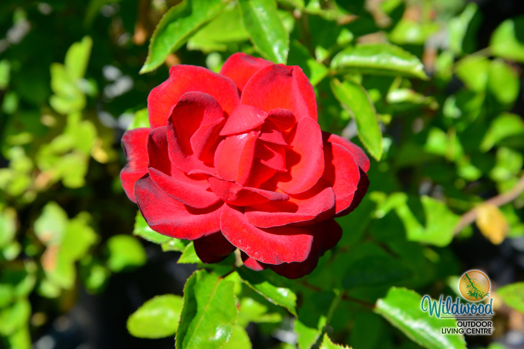 Sunbelt® Desmond Tutu™ - Kordes® Roses