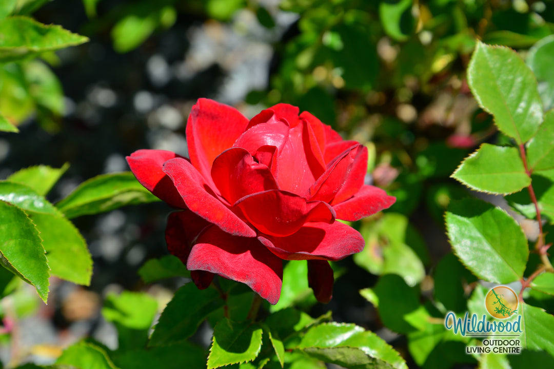 Sunbelt® Desmond Tutu™ - Kordes® Roses
