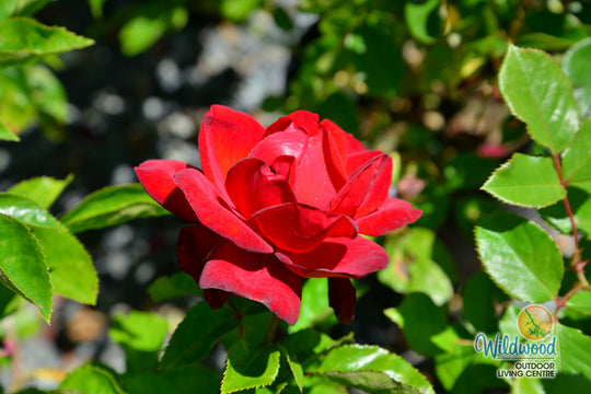 Sunbelt® Desmond Tutu™ - Kordes® Roses