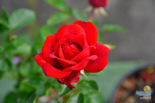 Sunbelt® Desmond Tutu™ - Kordes® Roses