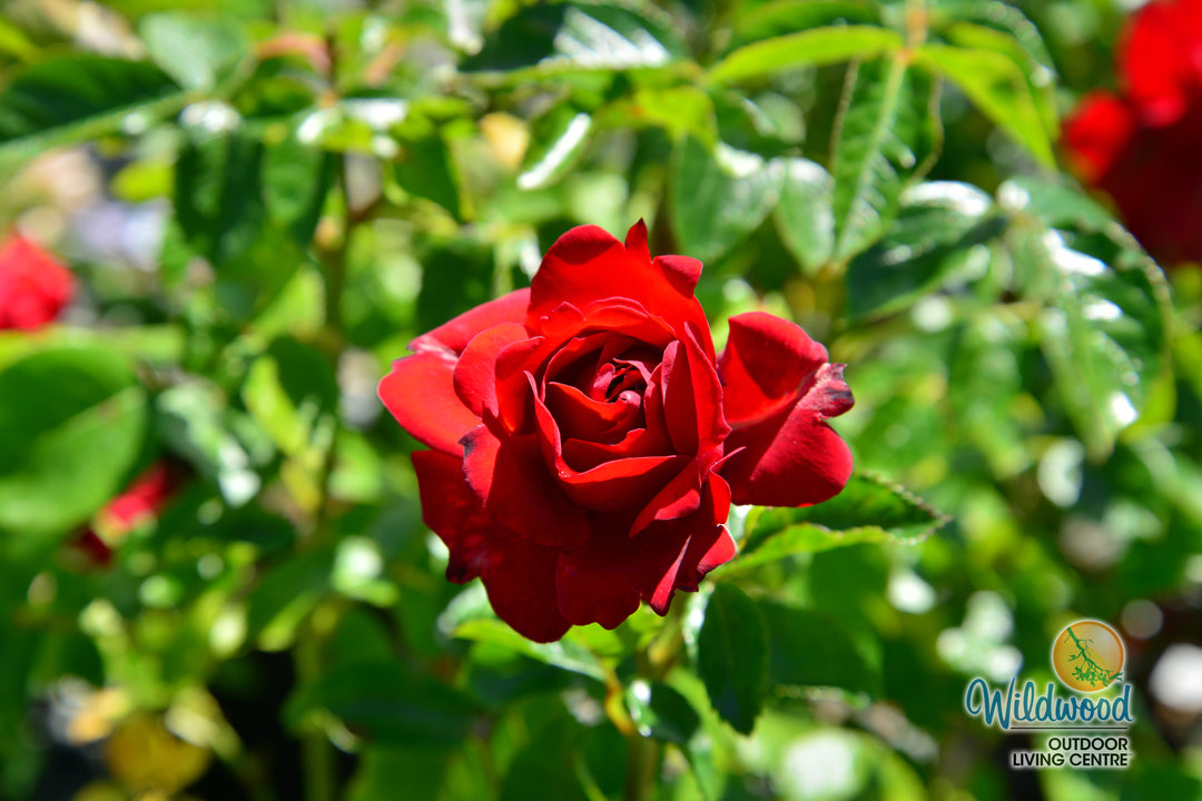 Sunbelt® Desmond Tutu™ - Kordes® Roses