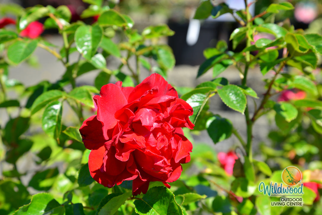 Sunbelt® Desmond Tutu™ - Kordes® Roses