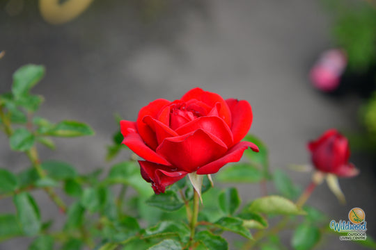Sunbelt® Desmond Tutu™ - Kordes® Roses