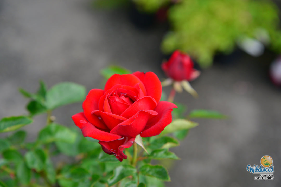 Sunbelt® Desmond Tutu™ - Kordes® Roses