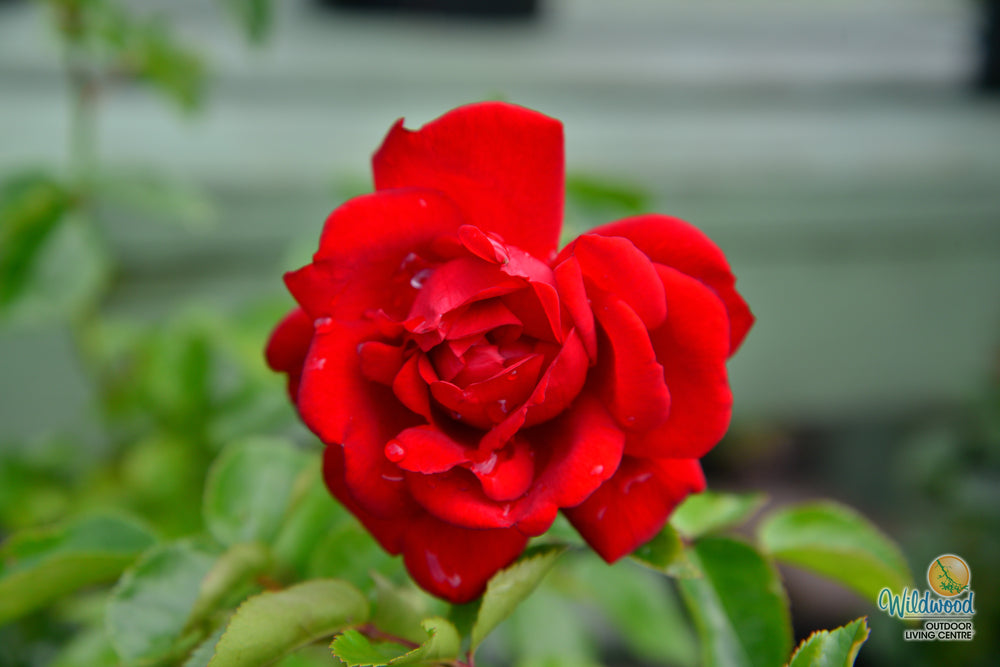 Sunbelt® Desmond Tutu™ - Kordes® Roses