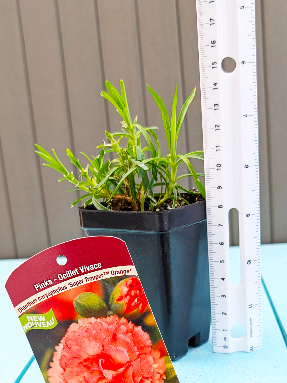 DianthusCaryophyllus_SuperTrouper