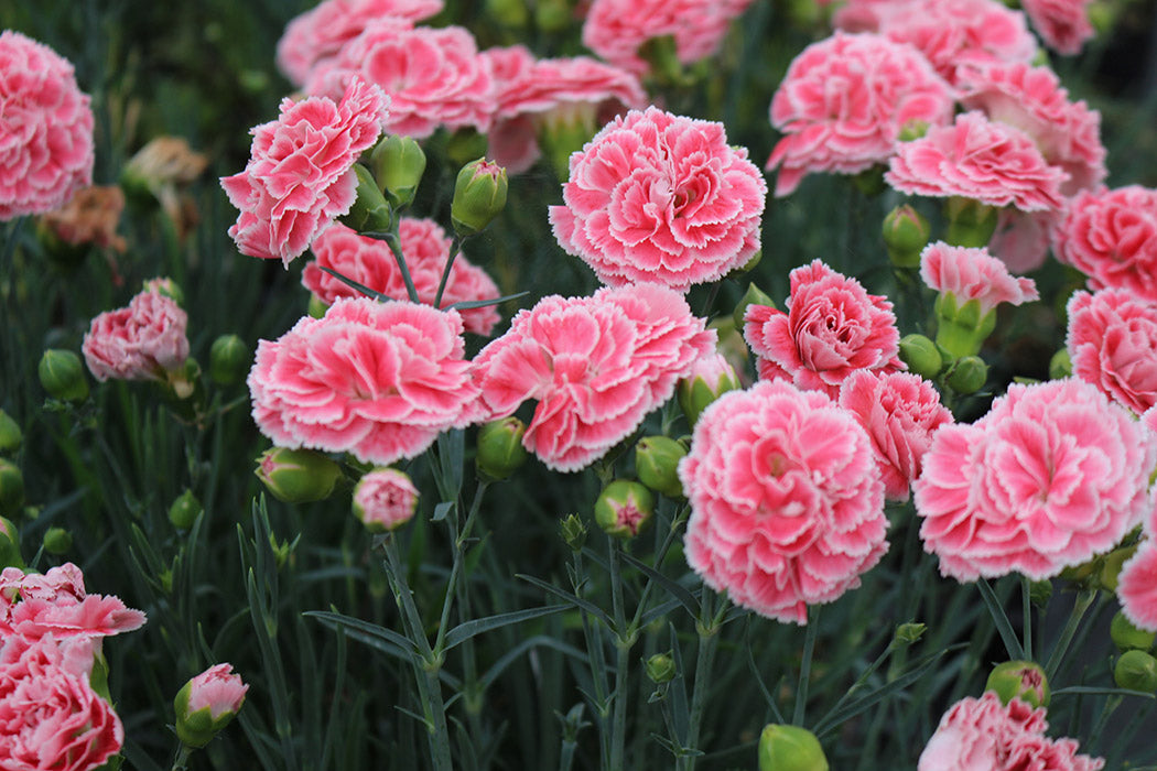 Dianthus - Coral Reef, 1 Pack