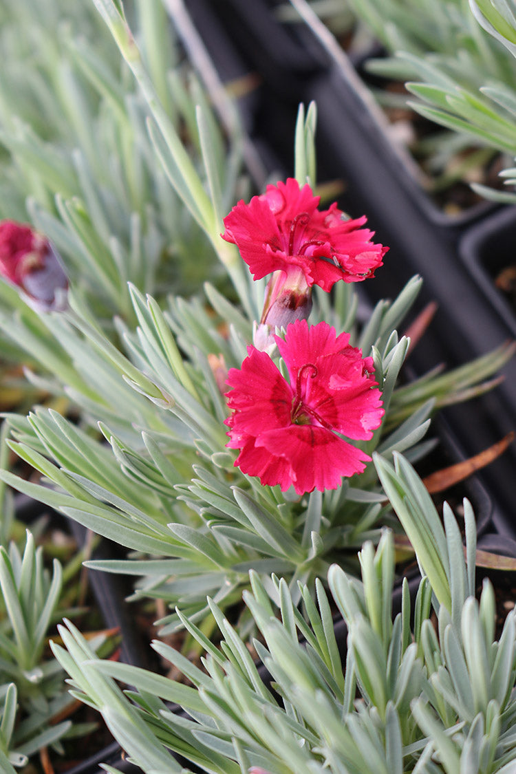 Dianthus - Fire Star, 1 Pack