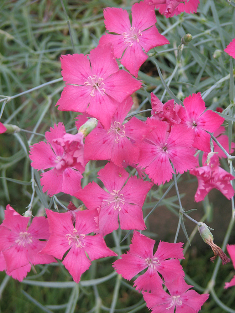 Dianthus - Firewitch, 1 Pack
