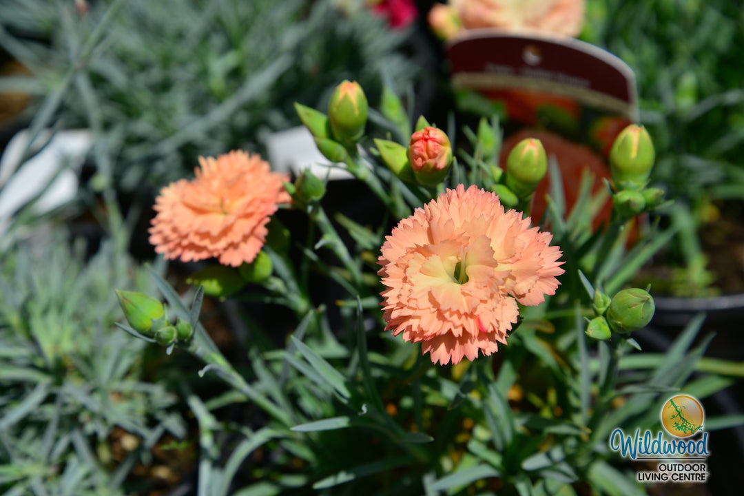 Dianthus Super Trouper - Orange, 1 Pack